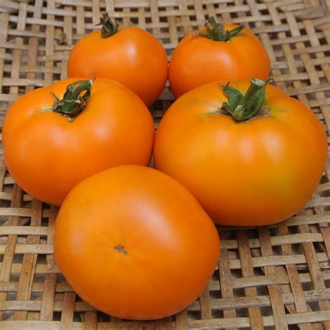 Tomato Orange King Organic Adaptive Seeds