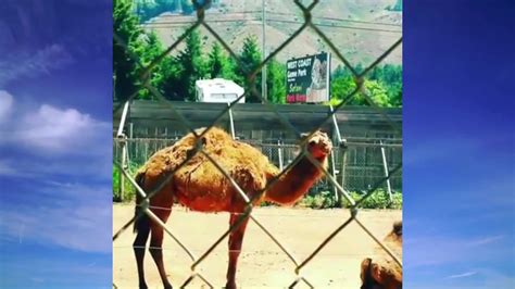 Camels Came To Say Hump Day One News Page Video