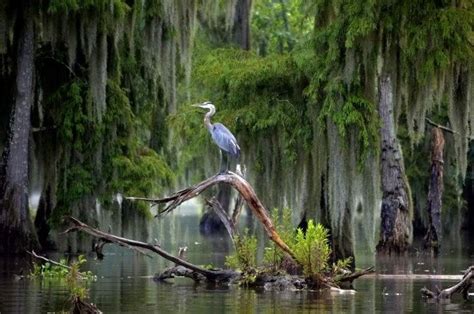 Blue Crane In 2020 Louisiana Swamp Louisiana Bayou Blue Heron