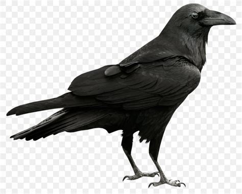 Common Raven Clip Art Png 1273x1023px American Crow Beak Bird