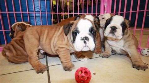 Special English Bulldog Puppies For Sale Near Me Atlanta Georgia Ga