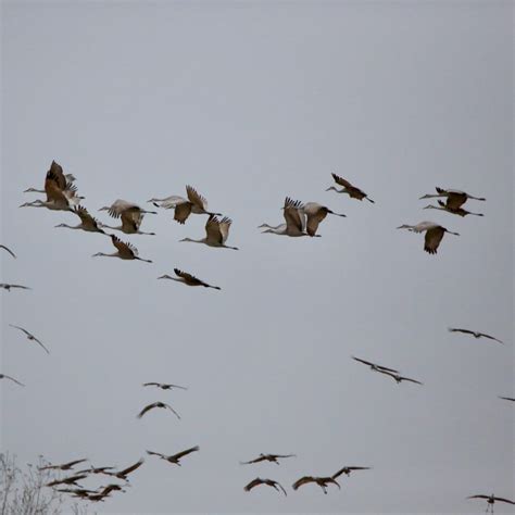 Sandhill Crane Migration Bird Watching Academy