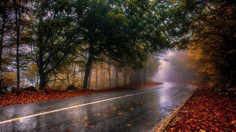 Wallpapers Roads Forests Autumn Trees Nature Image 483204 Download