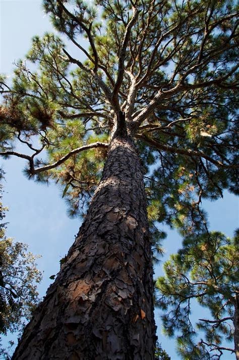 Tall Majestic Pine Tree Stock Photos Image 37096523