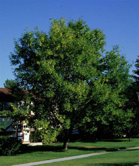 Maybe you would like to learn more about one of these? Manitoba Maple (Box-elder Maple) (Trees of Manitoba ...