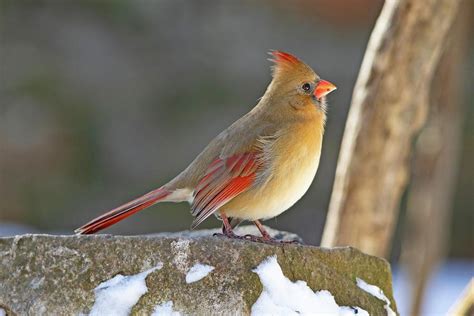 Female Cardinal Garetcomfort