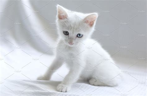 White Kitten Sitting Animal Stock Photos Creative Market