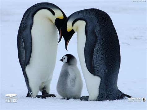 Cute Baby Penguins Wallpaper 1024x768 450