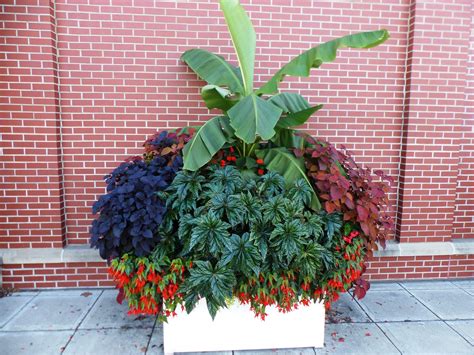 Landscape Planter With Banana And Other Plants Bedding Plants Petunias