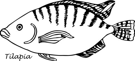 Tilapia Fish Vector Illustration Cartoon Flat Icon Isolated On White