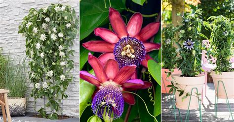 26 Types Of Passionflower Vines Best Passion Flower Varieties