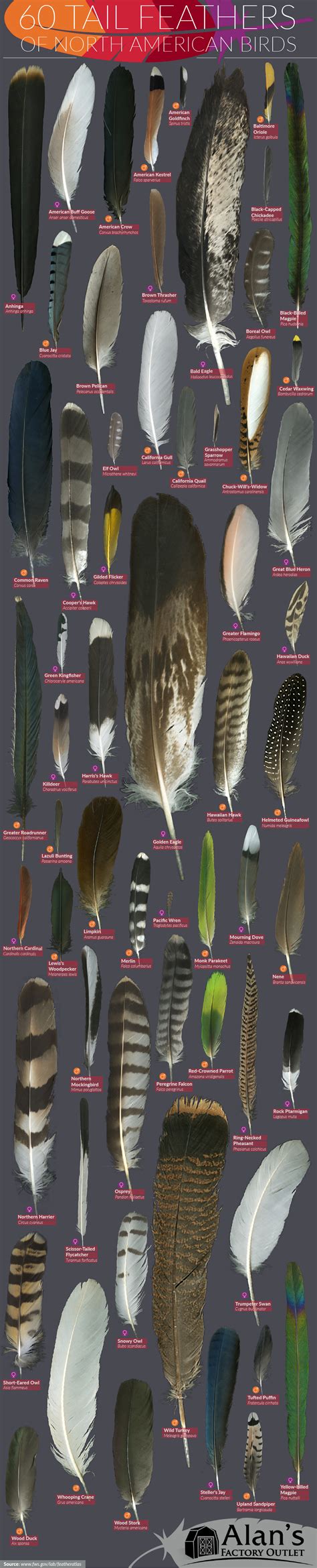60 Tail Feathers Of North American Birds Feather Identification Identifying Birds Beautiful