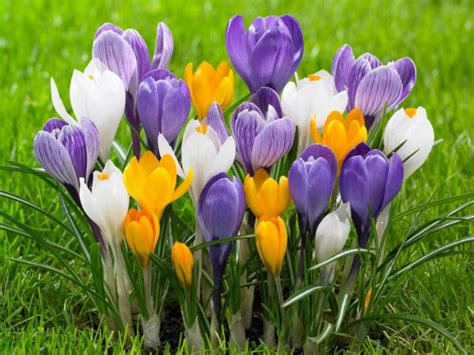 How To Grow And Care For Crocus World Of Flowering Plants