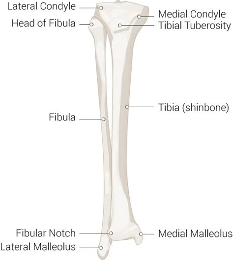 Figure Inferior Leg Bones Leg Bone Statpearls Ncbi Bookshelf