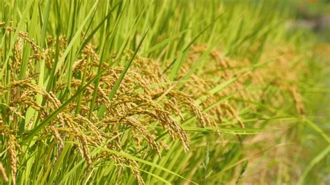 Paddy Rice Crop , Rice Stock Footage Video (100% Royalty-free) 1037826875 | Shutterstock