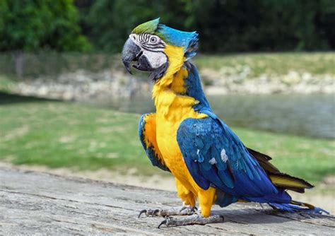Imagem Gratuita Pássaro Natureza Papagaio Arara Bico Animais
