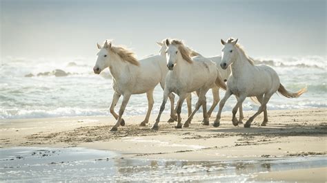 Cute White Horses Are Running On Beach Sand 4k Hd Animals Wallpapers