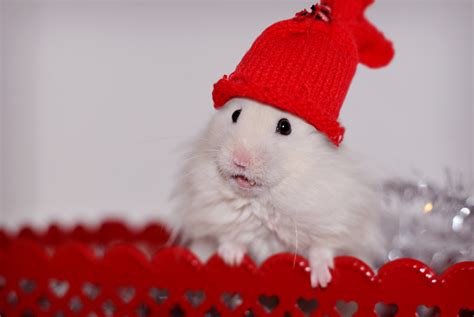 Christmas Hamster By Exempeel On Deviantart