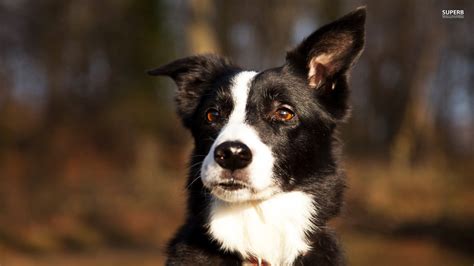 Beautiful Border Collie Listened Wallpapers And Images Wallpapers