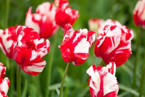 42 Different Types Of Tulips For Your Gardens