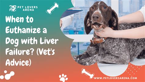 When To Euthanize A Dog With Liver Failure Vets Advice