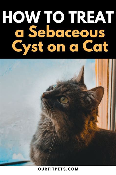 How To Treat A Sebaceous Cyst On A Cat Our Fit Pets Cat Skin Cat