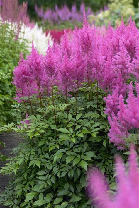 All About Astilbes