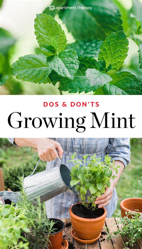 The Dos And Donts Of Growing Mint Home Vegetable Garden Growing