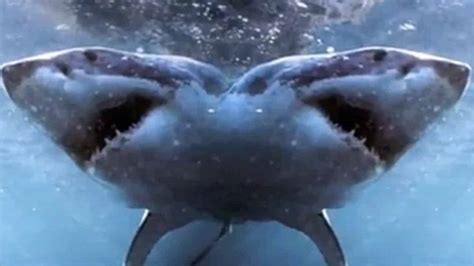 Shocking Discovery Of This Two Headed Shark Is Terrifying And Now