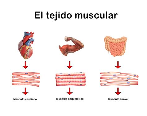 Módulo De Ciencias Ciii Miii 2b Sistema Muscular 03 Colegio