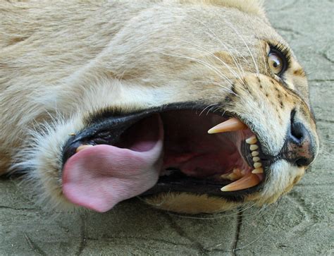 Scary Yawn Taken At Colchester Zoo Paul Bugbee Flickr