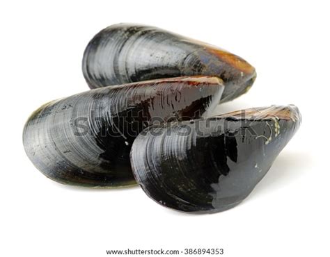 Fresh Mussel On White Background Stock Photo Edit Now 386894353