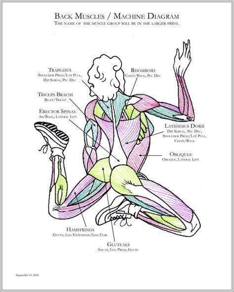 Muscles In Back Diagram Anatomy System Human Body Anatomy Diagram