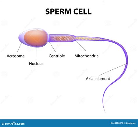 Structure Of A Sperm Cell Stock Vector Illustration Of Human 43980330