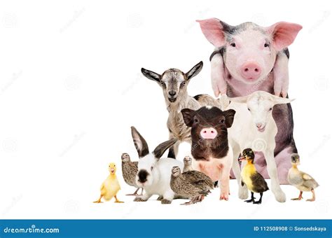 Group Of Cute Farm Animals Stock Photo Image Of Farm 112508908