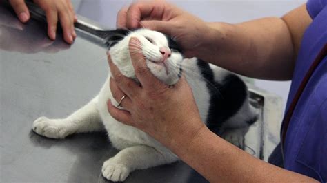 Ciri Kucing Sakit Penyakit Dan Kesehatan Kucing