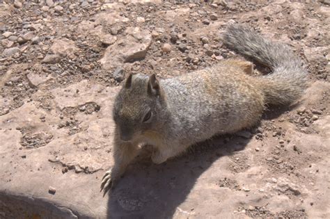 Walking Arizona Grand Canyon Rock Squirrel