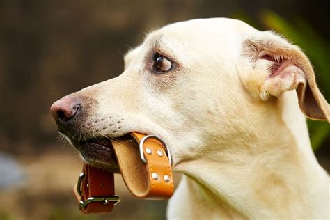 Trouvez le collier idéal pour promener votre chien en toute sécurité