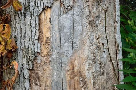What Causes Bark To Fall Off Trees Find Out Here