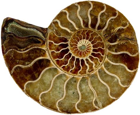 Spiral Fossil Scan Of Spiral Fossil Penelope Else Flickr