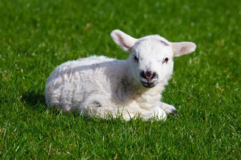 Baby Lamb Free Stock Photo Public Domain Pictures