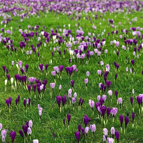 Field Of Crocuses At Wisley What A Beautiful World Queen Annes