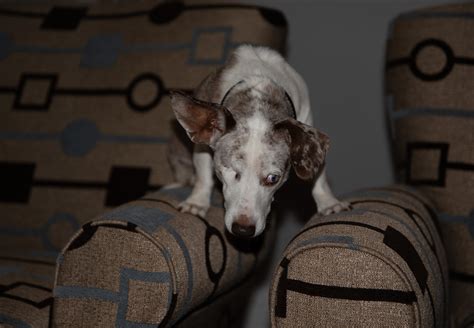 I think, i have, the best little mother my website has changed a little. Southern California Dachshund Relief Inc. Dachshund Rescue ...
