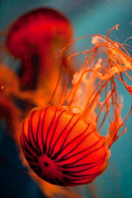 Bright Orange Jellyfish~ Ocean Creatures Ocean Animals