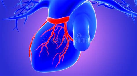3ª Ilustración Arterias Coronarias De Anatomía Cardíaca Humana Stock