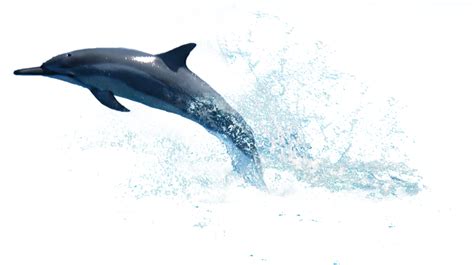 Dolphin Transparent Background Png Png Arts