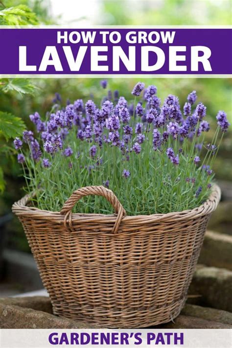 How To Grow Lavender In Every Climate Gardeners Path