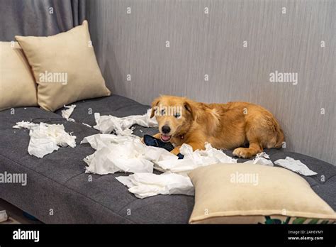 Cute Little Golden Retriever Dog Playing Toilet Paper On Sofa Stock