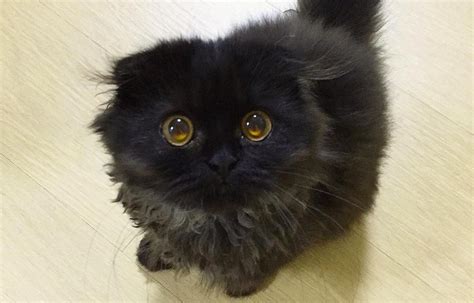 This Cat Might Have The Most Adorable Eyes Youve Ever Seen We Love