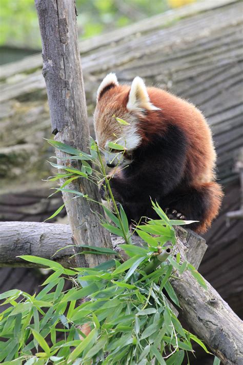 Red Pandas 11 By Efredrules On Deviantart